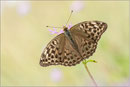 Kaisermantel (Argynnis paphia f. valesina), Thüringen 2013