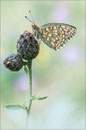 Mittlerer Perlmutterfalter (Argynnis niobe), Südtirol 2012
