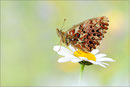 Natterwurz-Perlmutterfalter (Boloria titania), Wallis 2011