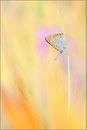 Großer Feuerfalter (Lycaena dispar) Weibchen