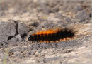 Raupe der Hofdame (H. aulica), Thüringen 2009