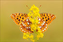 Feuerroter Perlmutterfalter (Argynnis adippe), Thüringen 2009