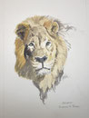 7. Bellamy, Löwe im Bioparco di Roma (nach einer Goldimplantation), Aquarell