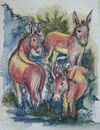 Wildesel,Tusche+Aquarellstift,40x30,2012