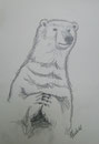 Eisbär,Fünfminutenskizze nach Foto,Bleistift,A4,2012