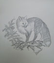 Fuchs,Fünfminutenskizze nach Foto,Bleistift,A4,2012