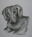 Dackel,Kohle,24x18,2009