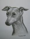Zwergpinscher,Kohle,24x18,2009