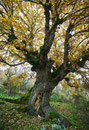 Ortona dei Marsi, quercia secolare Clicillo