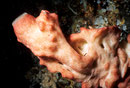 Leucetta sp.