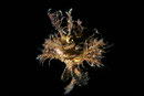 Pteroidichthys amboinensis  frei schwimmend  beim Nachttauchgang