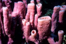 Haliclona fascigera