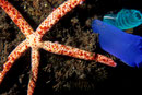 Leiaster coriaceus