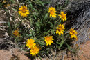 Überlebenskünstler - Rough Mule Ears -