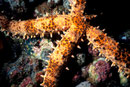Gomophia egyptiaca