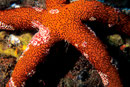 Fromia milleporella  I