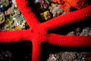 Leiaster speciosus  I