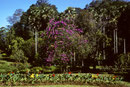 Botanischer Garten von Peradeniya mit  Blütenbäumen