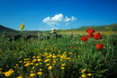 Wildblumen in Anatolien