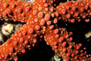 Gomophia gomophia