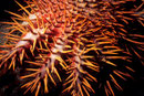 Acanthaster planci  I