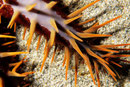 Einzelarm Acanthaster planci