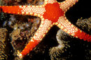 Fromia monilis  Ausschnitt