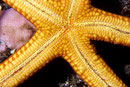 Unteransicht  Nardao galatheae