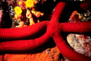 Leiaster speciosus