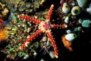Fromia monilis  total