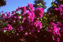 Bougainvillea