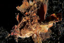 Inimicus didactylus