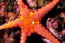Neoferdina cumingi