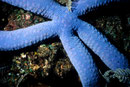 Linckia laevigata  I