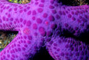 Nardao tuberculata