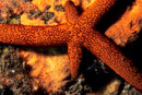 Fromia milleporella  mit nachwachsenden Armen