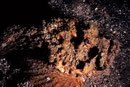 Steinfisch Synanceia verrucosa