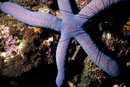 Linckia laevigata