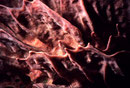 Xestospongia testudinaria - Detail -