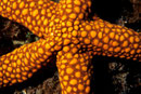 Nardao tuberculata  Farbvariante
