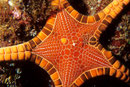 Iconoster longimanus