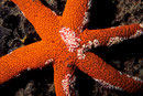 Fromia milleporella