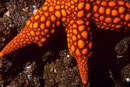 Nardao galatheae