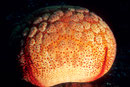 Culcita schmideliana