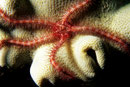  Schlangenstern Ophiotrix purpurea 