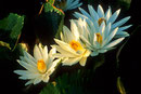Seerose  Nymphaea alba