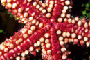 Unteransicht  Gomophia egeria