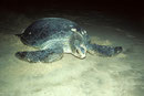 Schildkröte nach der Eiabalge am Palm Paradise Strand
