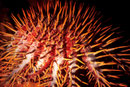 Acanthaster planci