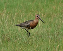 Pfuhlschnepfe; NSG Meldorfer Bucht August 2012 (c) F. Schrauth